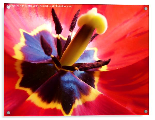 Tulip Acrylic by Kim Slater