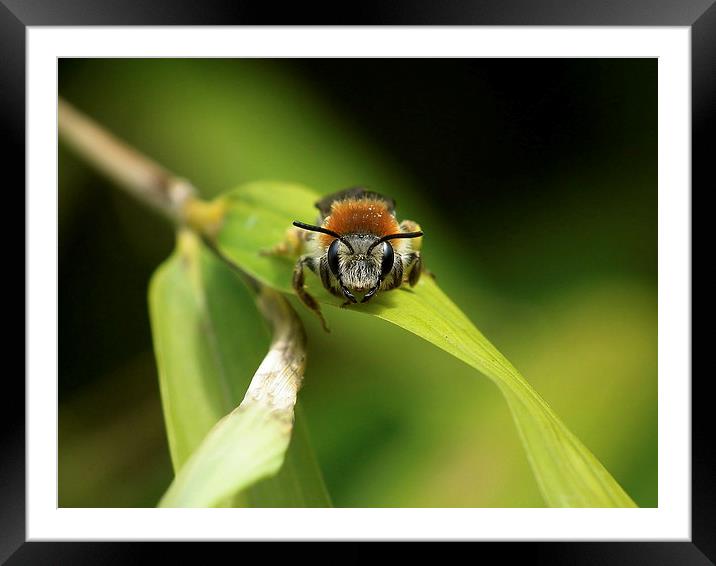 Posing For The Camera Framed Mounted Print by michelle whitebrook