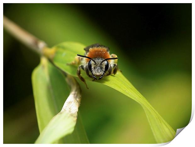 Posing For The Camera Print by michelle whitebrook