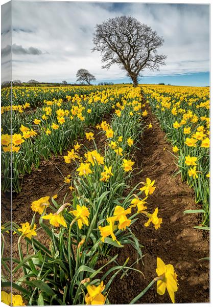 Rows of Daffodils Canvas Print by Adrian Evans