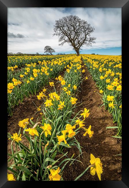 Rows of Daffodils Framed Print by Adrian Evans