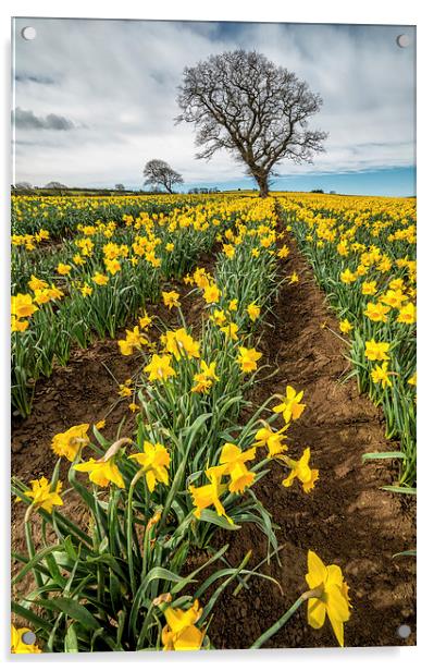 Rows of Daffodils Acrylic by Adrian Evans