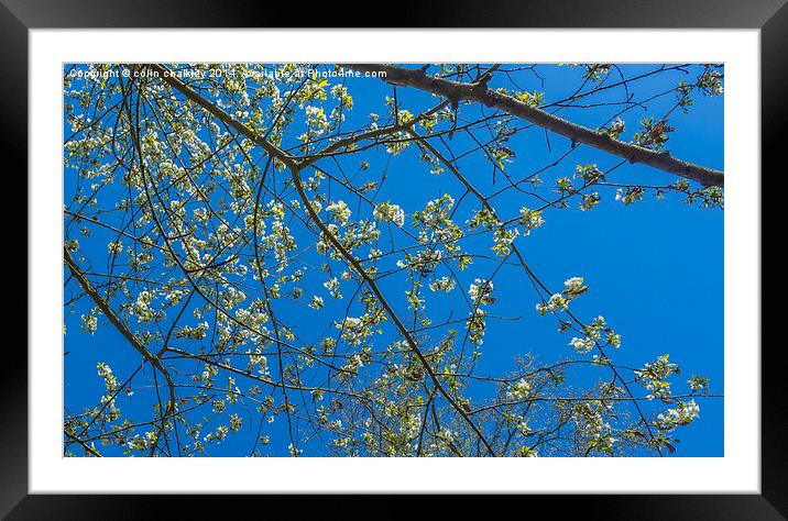 Wild White Cherry against an azure sky Framed Mounted Print by colin chalkley