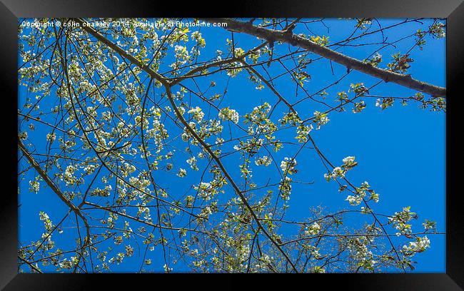 Wild White Cherry against an azure sky Framed Print by colin chalkley