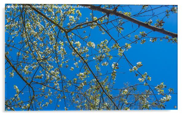 Wild White Cherry against an azure sky Acrylic by colin chalkley