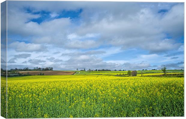 Some yellow...some blue Canvas Print by