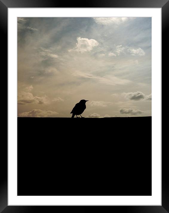 the early bird Framed Mounted Print by Heather Newton