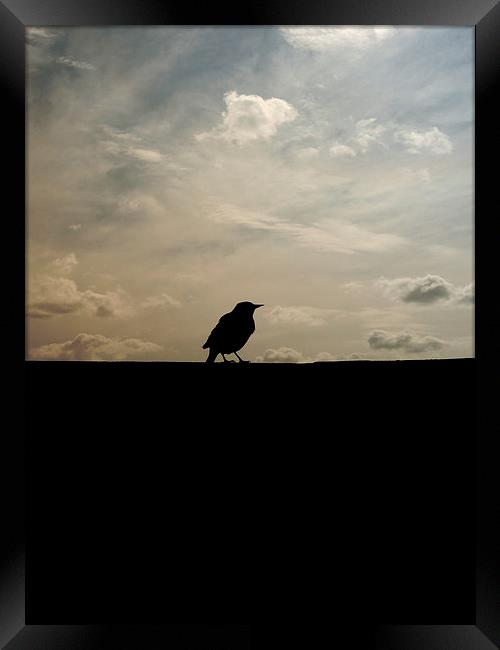 the early bird Framed Print by Heather Newton