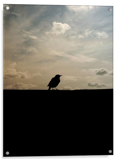 the early bird Acrylic by Heather Newton