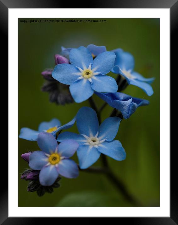 Forget Me Not flower Framed Mounted Print by Jo Beerens