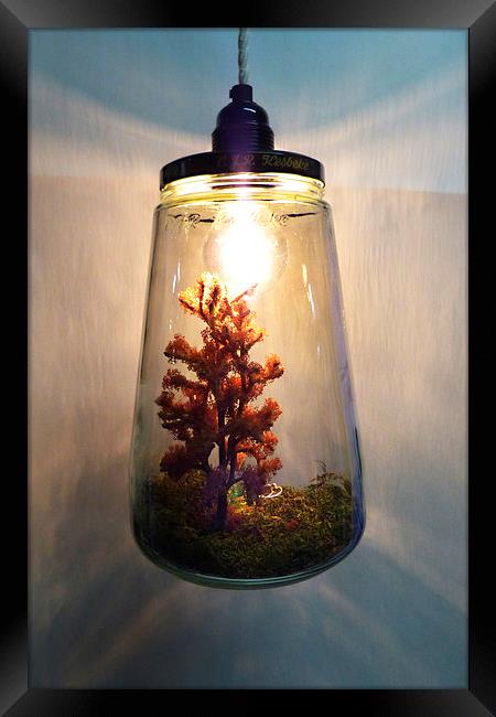 Flora Lamp Framed Print by Harry Hadders