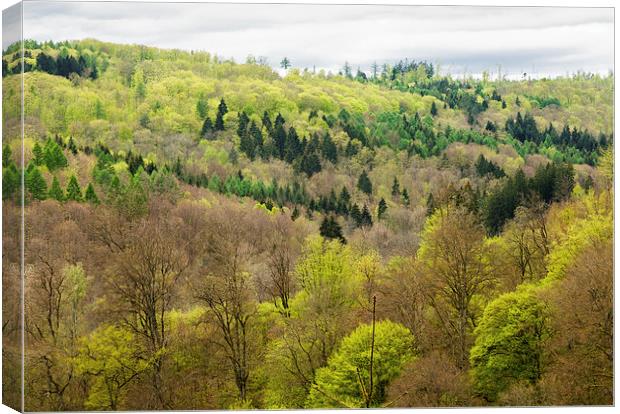 Shades of green - spring forest Canvas Print by Matthias Hauser