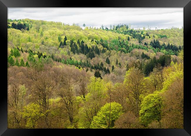 Shades of green - spring forest Framed Print by Matthias Hauser