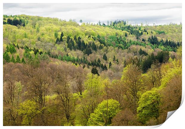 Shades of green - spring forest Print by Matthias Hauser