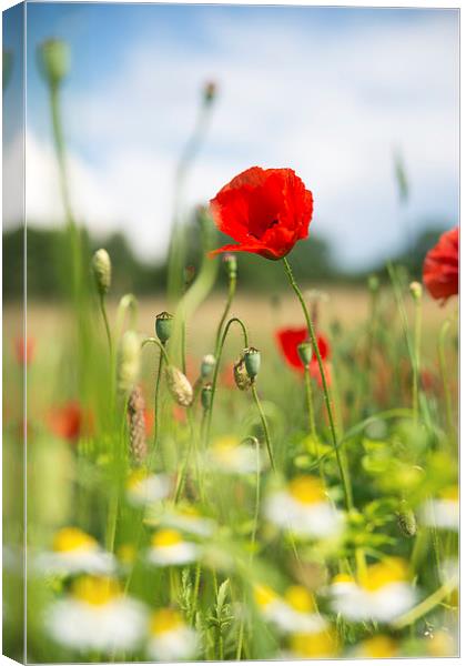 Summer meadow with red poppy Canvas Print by Matthias Hauser