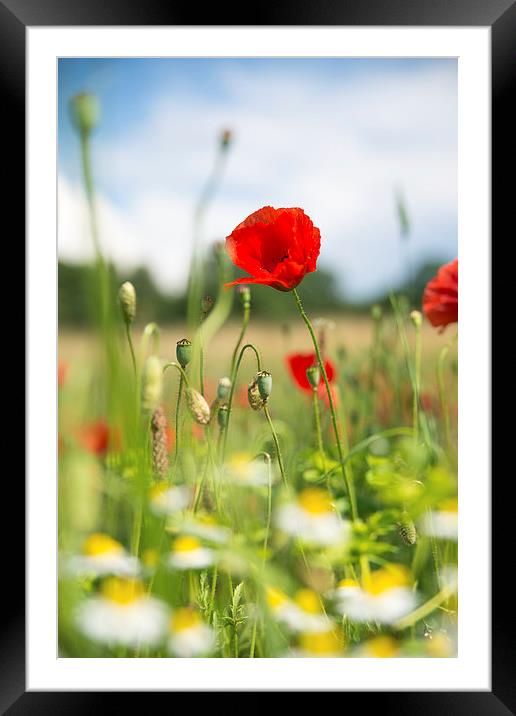 Summer meadow with red poppy Framed Mounted Print by Matthias Hauser