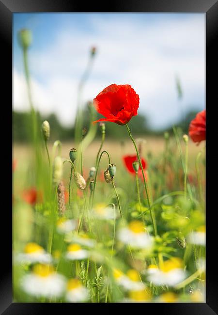 Summer meadow with red poppy Framed Print by Matthias Hauser