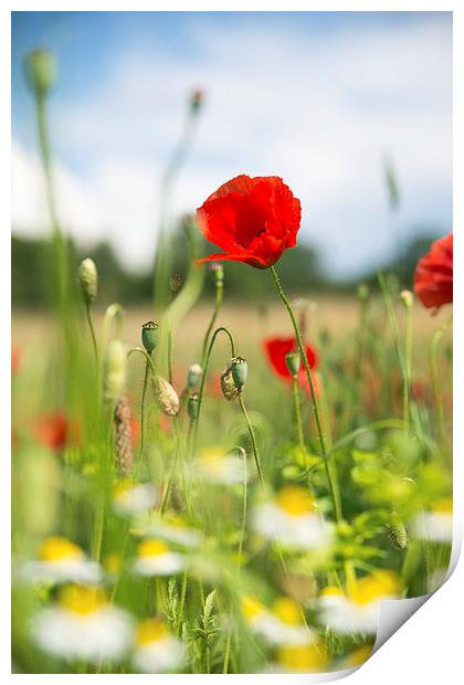 Summer meadow with red poppy Print by Matthias Hauser