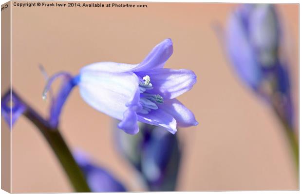 An individual Bluebell head Canvas Print by Frank Irwin