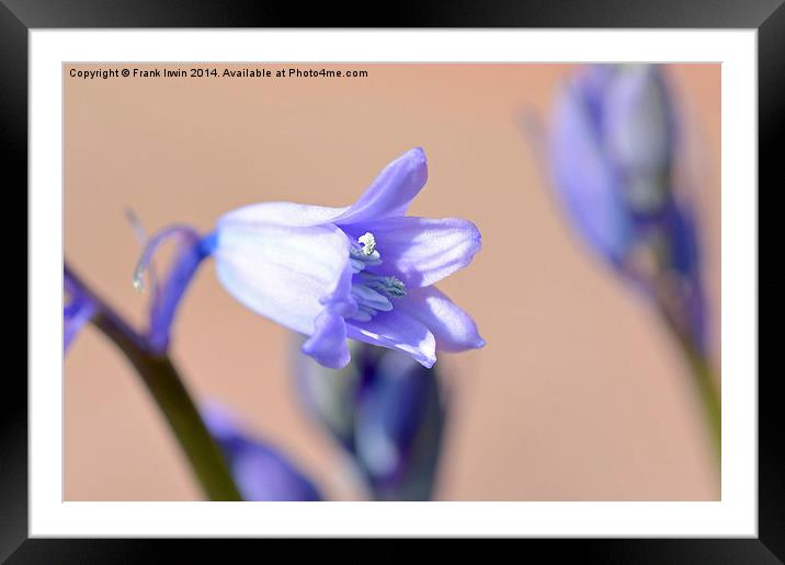 An individual Bluebell head Framed Mounted Print by Frank Irwin