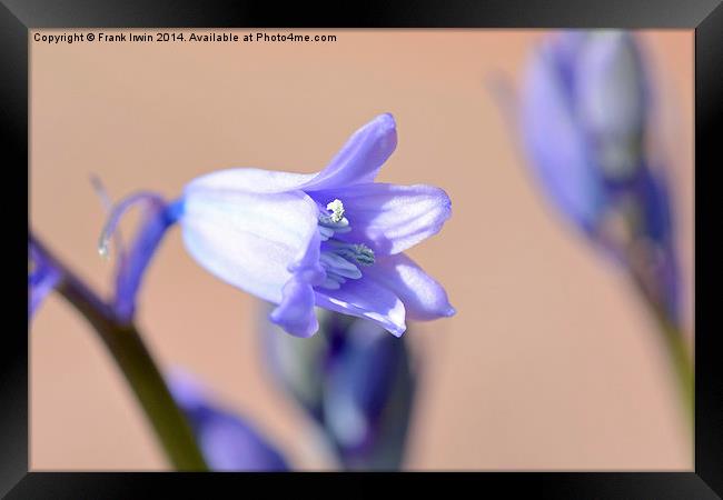 An individual Bluebell head Framed Print by Frank Irwin