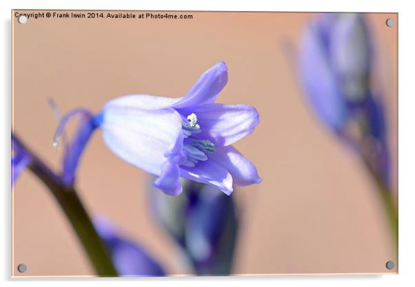 An individual Bluebell head Acrylic by Frank Irwin