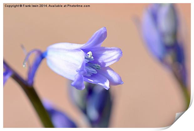 An individual Bluebell head Print by Frank Irwin