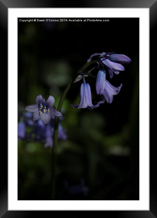 Bluebells Framed Mounted Print by Dawn O'Connor