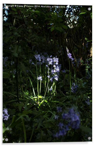 English Bluebells Acrylic by Dawn O'Connor