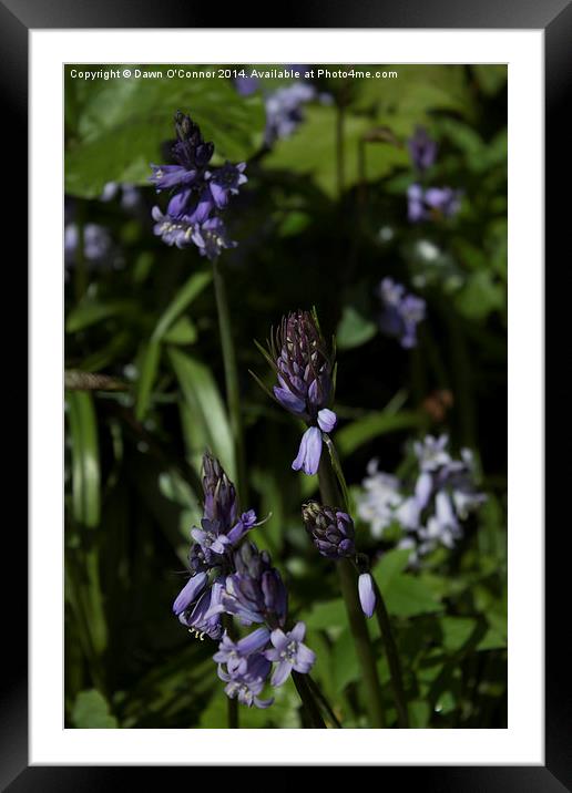 English Bluebells Framed Mounted Print by Dawn O'Connor