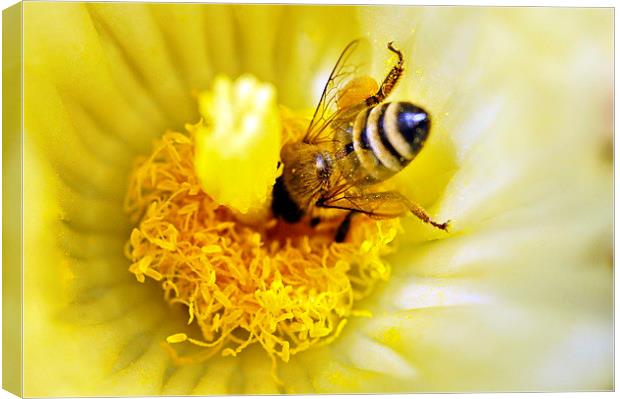 Head First Honey Bee Canvas Print by Jacqueline Burrell