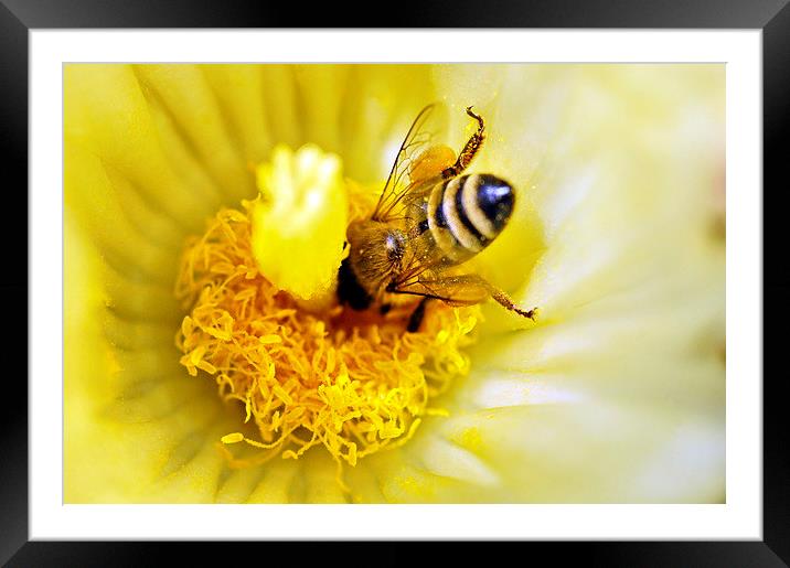 Head First Honey Bee Framed Mounted Print by Jacqueline Burrell
