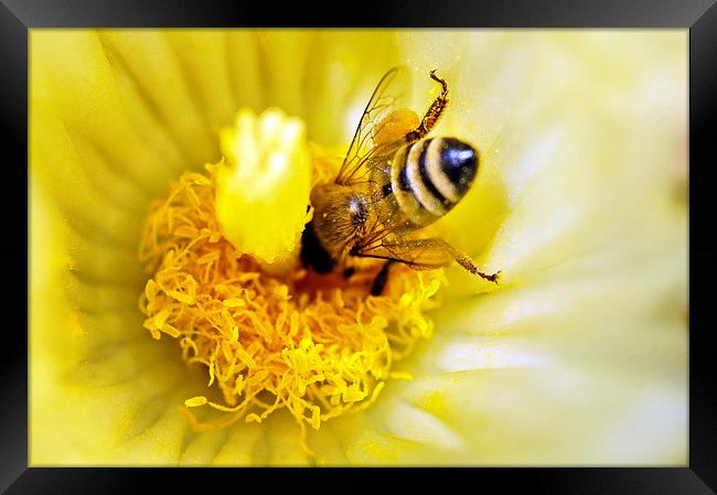 Head First Honey Bee Framed Print by Jacqueline Burrell