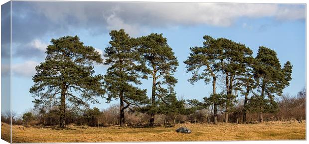 Scots Pine Canvas Print by Mike Stephen