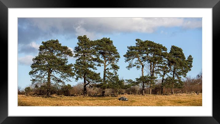 Scots Pine Framed Mounted Print by Mike Stephen