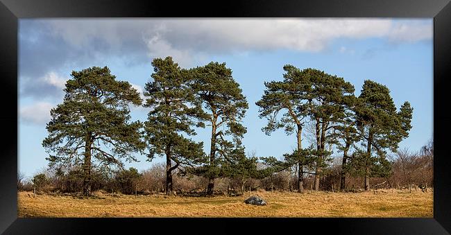 Scots Pine Framed Print by Mike Stephen