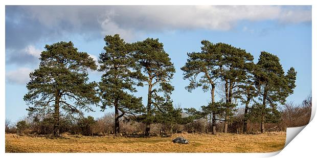Scots Pine Print by Mike Stephen