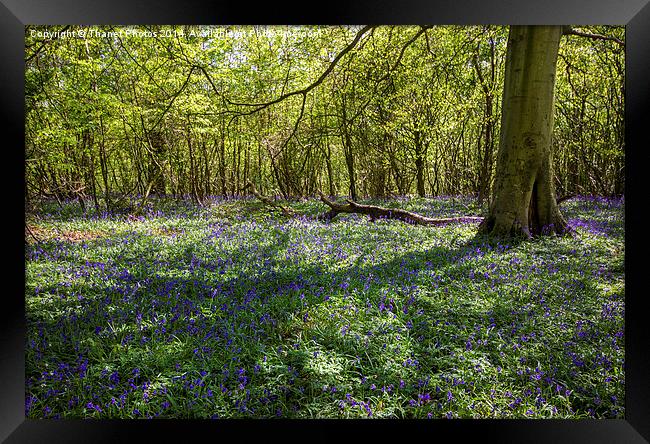 Carpet of Bluebells Framed Print by Thanet Photos