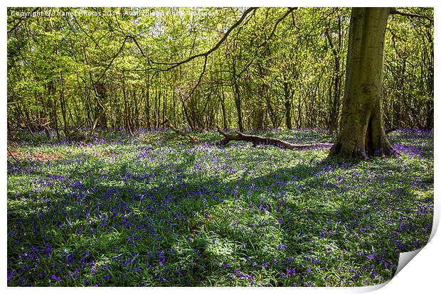 Carpet of Bluebells Print by Thanet Photos