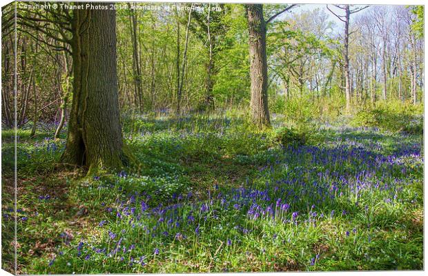 Bluebell woodland Canvas Print by Thanet Photos