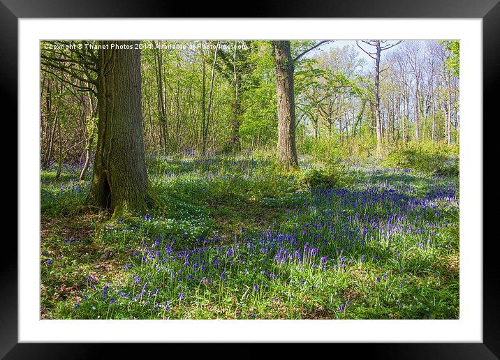 Bluebell woodland Framed Mounted Print by Thanet Photos