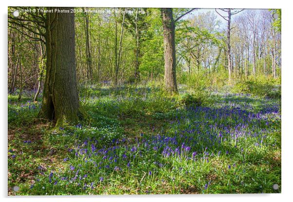 Bluebell woodland Acrylic by Thanet Photos