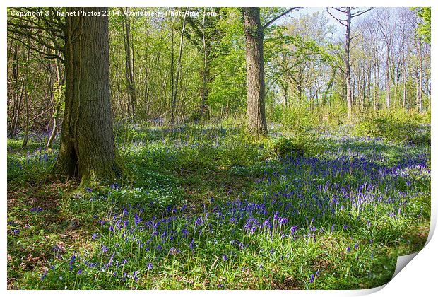 Bluebell woodland Print by Thanet Photos