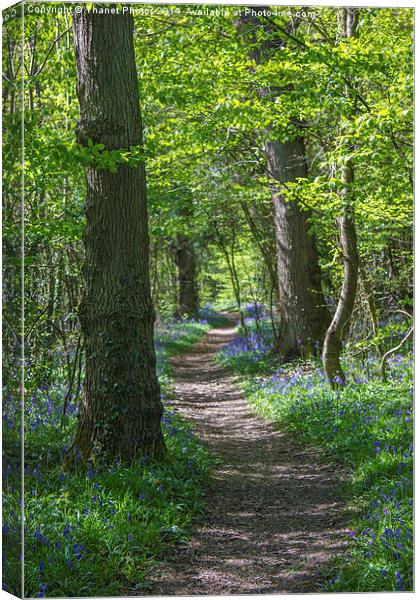 Woodland path Canvas Print by Thanet Photos