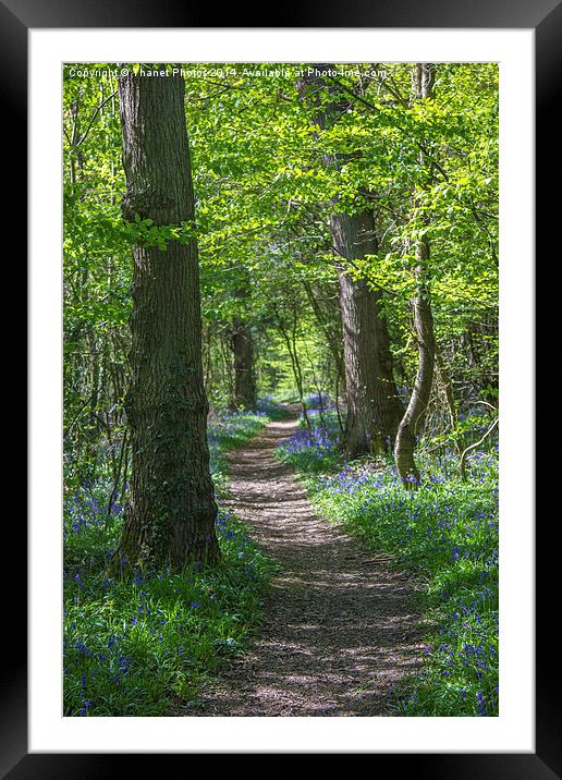 Woodland path Framed Mounted Print by Thanet Photos