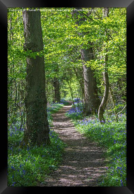 Woodland path Framed Print by Thanet Photos