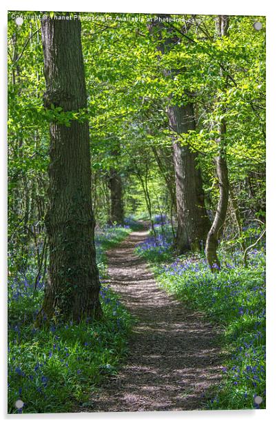Woodland path Acrylic by Thanet Photos
