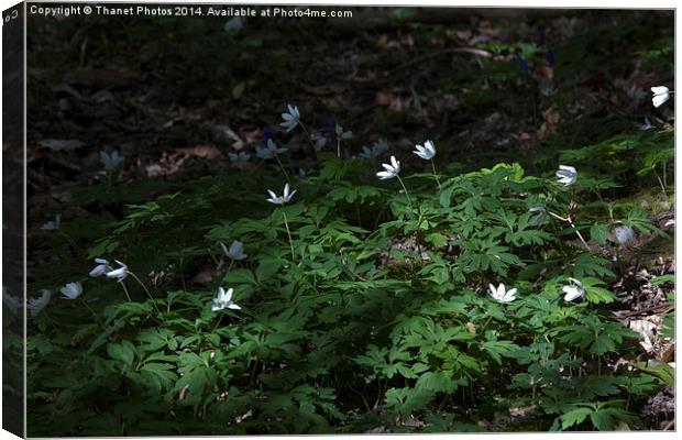 woodland anemone Canvas Print by Thanet Photos