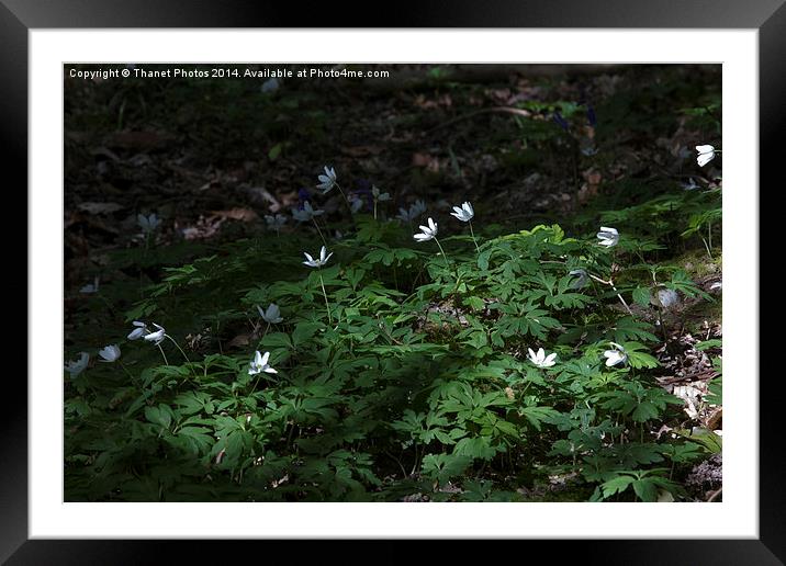 woodland anemone Framed Mounted Print by Thanet Photos