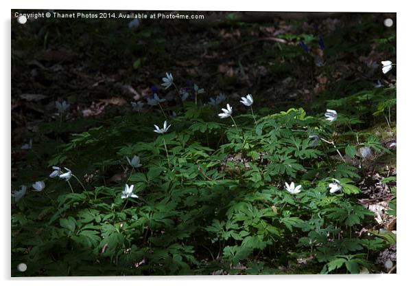 woodland anemone Acrylic by Thanet Photos